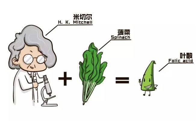 叶酸2.jpg