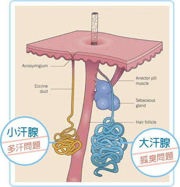 狐臭.jpg