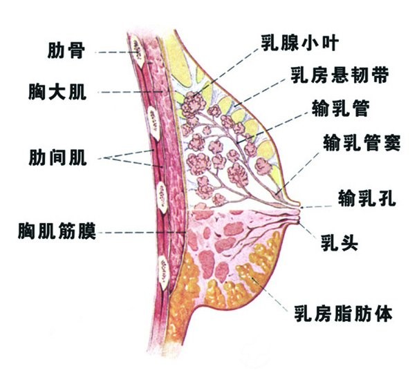 狐臭2.jpg