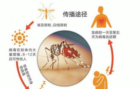 登革热.jpg